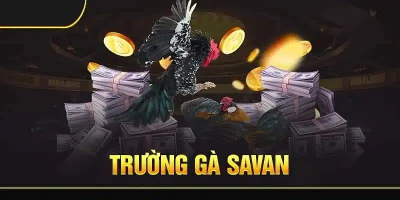 Cách Tham Gia Trường Gà Savan Trên Nền Tảng Net88